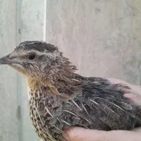 بلدرچین|حیوانات مزرعه|برخوار, |دیوار