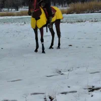 نریان تروبرد دو سر وارداتی