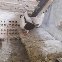 سه عدد کبوتر