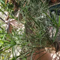 نخل مرداب|گل و گیاه طبیعی|تهران, باغ فیض|دیوار