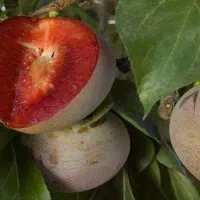 تولید و عرضه نهال آلو خاکی خونی پربار