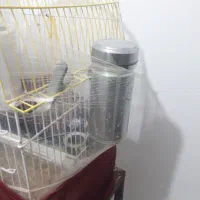 دانخوری پرنده مکانیزه استیل مناسب انواع پرنده|لوازم جانبی حیوانات|تبریز, |دیوار