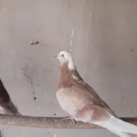 کفتر پرشی همه رنگ