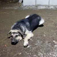 توله سگ عراقی ،وسگ پاکوتاه