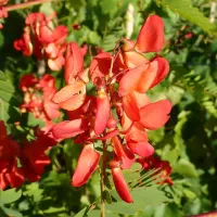 نهال سسبانیای سرخ|گل و گیاه طبیعی|اصفهان, ارداجی|دیوار