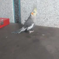 عروس هلندی نر