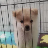 سگ پامر عروسکی