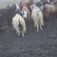 بز دورگ محلی ابستن|حیوانات مزرعه|جلگه ماژان, |دیوار