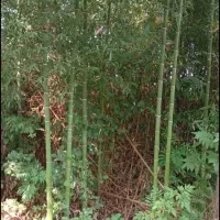 چوب خیزران یا همون بامبو ل له قیمت مناسب