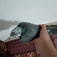 کفتر سوسکی سبز زرد اقون