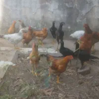 خروس جوان . هیکلی . سالم و سرحال