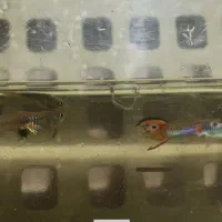 ماهی گوپی فانتزی (نئون) قیمت بسیار مناسب