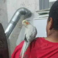 جفت عروس دستی|پرنده|بیرجند, |دیوار