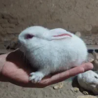 بچه خرگوش|موش و خرگوش|گنبد کاووس, |دیوار