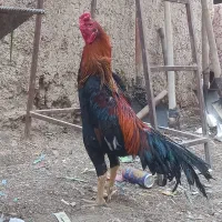 خروس اوشامو