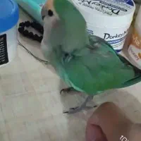گمشده