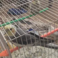 عروس هلند|پرنده|تایباد, |دیوار