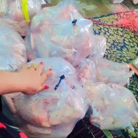 مرغ محلی اصل و دورگه|حیوانات مزرعه|کهریزک, |دیوار