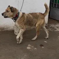 سگ سرابی