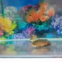 یک جفت ماهی اسکار خوشکل