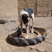 سگ نگهبان وگله|سگ|تربت‌حیدریه, ترمینال|دیوار