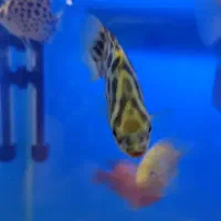 فروش ماهی گوشت‌خوار بزرگ