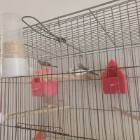 فروش فنچ|پرنده|ابرکوه, |دیوار