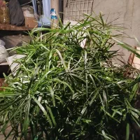 گل نخل سر حال|گل و گیاه طبیعی|سنندج, |دیوار