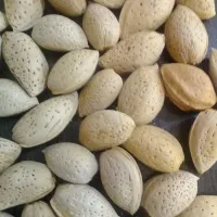 بادام سنگی درجه یک طالقان