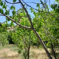 فروش ویژه باغ در اماموردی