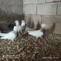 طوقی کبوتر|پرنده|شوشتر, |دیوار