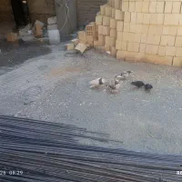 کبوتر همه جوره ۲۵ دانه