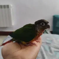 طوطی گمشده پشت اسختر خانواده