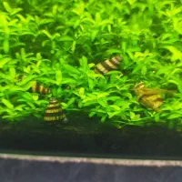 فروش حلزون کیلر