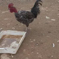 خروس|حیوانات مزرعه|شیروان (خراسان), |دیوار