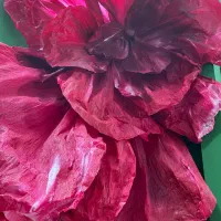 گل کاغذی - مناسب دیزاین تولد یلدا