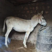 خر باری و مادیان رو