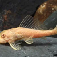 فروش دو عدد لجن خوار