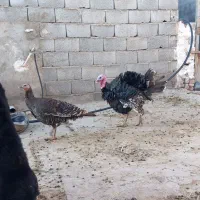 بوقلمون نرو و ماده