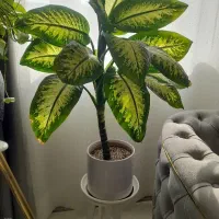 گل دیفن باخیا