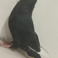 ماده مینا سیاه  عروسک