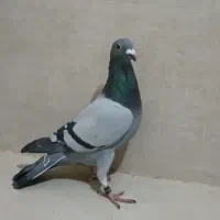 کفتر پلاکی المانی