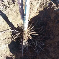 باغبانی هرس سم پاشی جابجایی نهال و کاشت