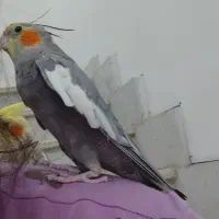 عروس هلندی گمشده