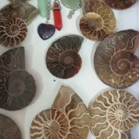 فسیل آمونیت