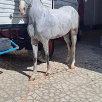 اسب|اسب و تجهیزات اسبسواری|ورامین, ریحان آباد|دیوار