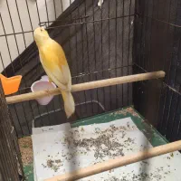 قناری نر پرتقالی سفت بخون|پرنده|قم, نیروگاه|دیوار