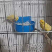 فروش دو جفت قناری آماده و مست و با کیفیت .|پرنده|سیرجان, |دیوار