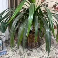 گل زیبا و بزرگ|گل و گیاه طبیعی|شاهرود, |دیوار