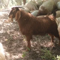 فروش بز محلی|حیوانات مزرعه|توتکابن, |دیوار